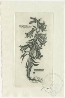 Ekslibris T. S. Varekampa I (Campanula rapunculus)