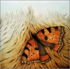 Motyl w trawie